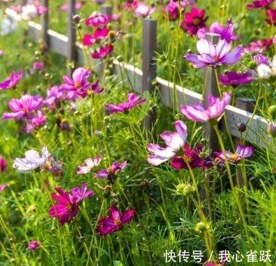 属鼠人的幸运水晶  带什么可以转运