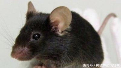 属鼠农历四月出生的人 和其他月份出生有什么不同