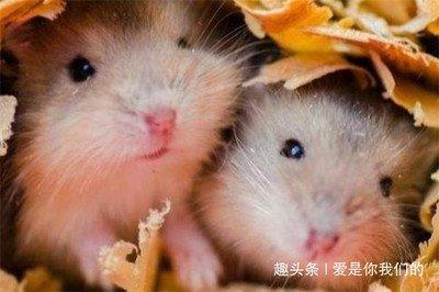 属鼠同什么生肖好 蛇年出生的人与哪些生肖配