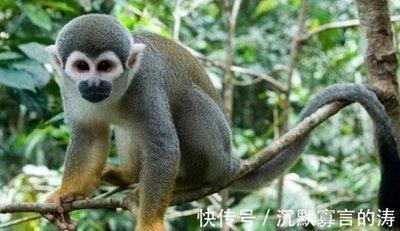 属鼠和属猴的婚姻怎么样 生肖鼠和生肖猴是什么关系