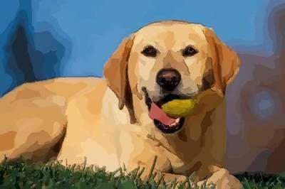 巳时属狗人的命运 属狗巳时生人怎么样