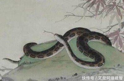 巳时属蛇人的命运 属蛇巳时生人怎么样
