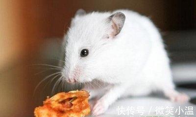 属鼠女与什么生肖配对好 属鼠女的最佳配偶是什么生肖