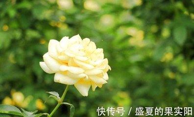 属鼠女人一生命运好吗 蛇年的女人命好不好