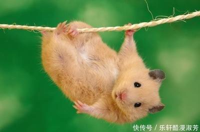 属鼠女会耍什么手段得到自己喜欢的人