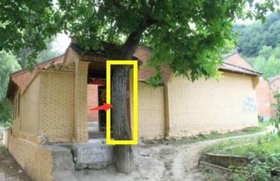 房子进门口不能放什么(房子门口不能种什么树)