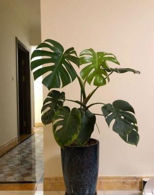 房子里养什么植物好(房子适合养什么植物)