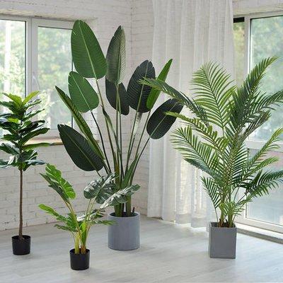 房子里养什么植物好(房子适合养什么植物)