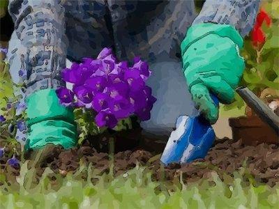 房屋前种什么树风水好 门前种什么树风水最好