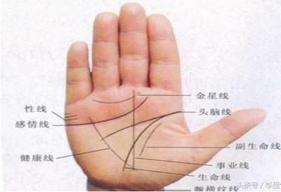 掌纹线各代表什么 你清楚手中掌纹线的含义吗