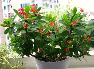 推荐几种很容易养 且很适合室内养的植物