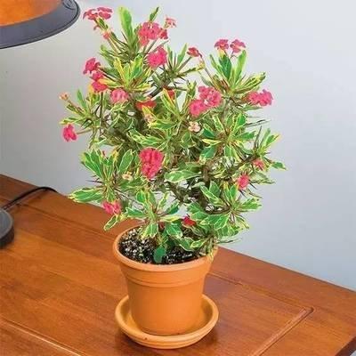 推荐几种很容易养 且很适合室内养的植物