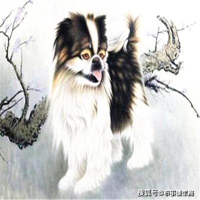 提升属狗的人的事业发展前景 注意月令的影响
