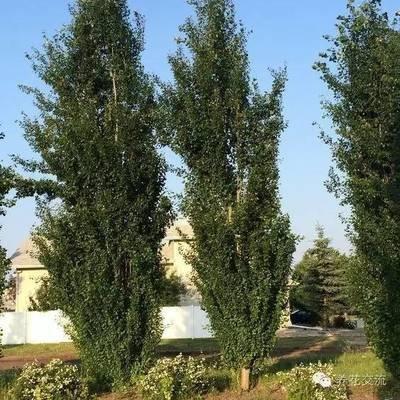 房屋门前种植什么树好 种树有什么讲究吗