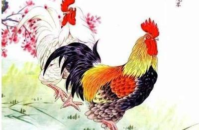 揭秘2025年生肖属鸡的人桃花表现
