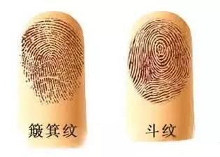 手指螺纹看财运之最具有财运的指纹怎么样