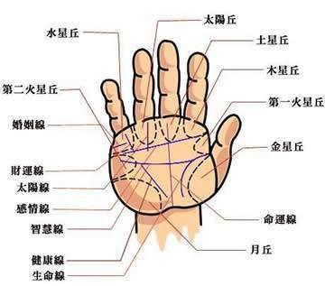 手相中生命线的解释 手中的生命线有什么含义