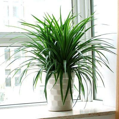 摆放什么样的植物会影响客厅的风水