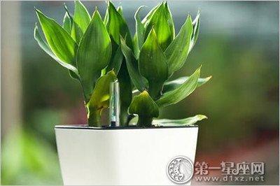 摆放好才旺财招财 富贵竹的摆放风水知识