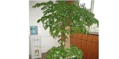 摆放这三种植物在厕所财运想不好都难