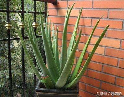 摆放这三种植物在厕所财运想不好都难