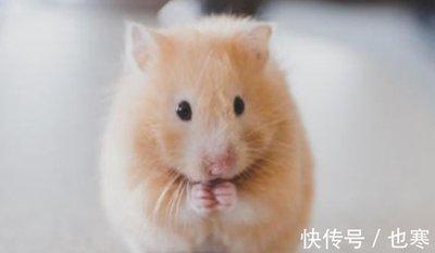 急功近利是指什么生肖 做事很心急成功的生肖