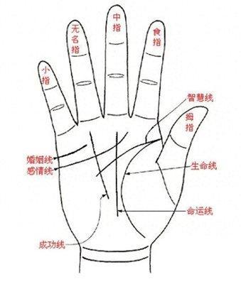 手相命运线断开图解 生命线断开是什么意思