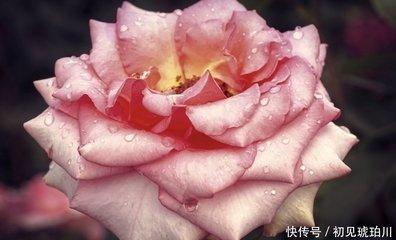 性格十分强势得理不饶人的四大生肖是什么
