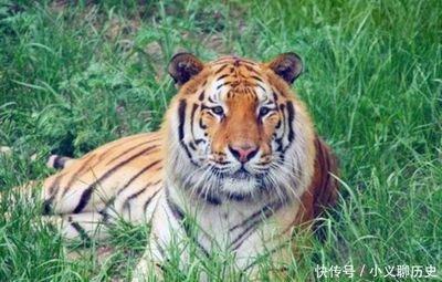 恋爱中感情说淡就淡的4大生肖不懂珍惜