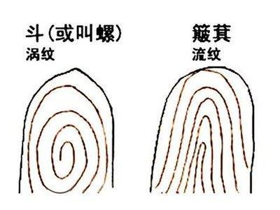 手相指纹图解大全,五个手指指纹怎么看
