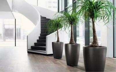 想提升事业运办公室放什么植物风水好