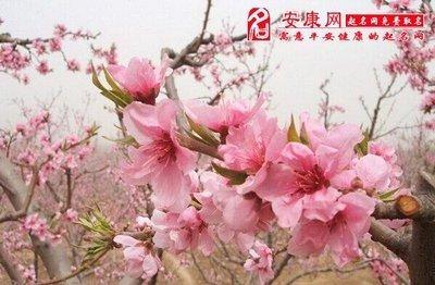 想要旺桃花叫你来看什么东西旺桃花