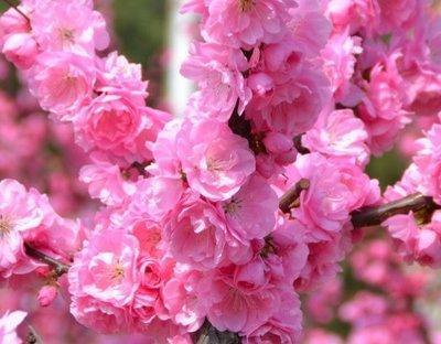 想要旺桃花叫你来看什么东西旺桃花