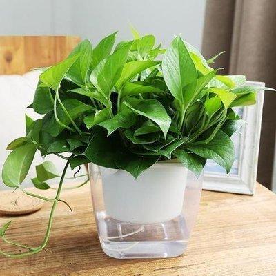 改善家里风水的植物 养什么植物改善风水