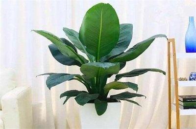 改善家里风水的植物 养什么植物改善风水