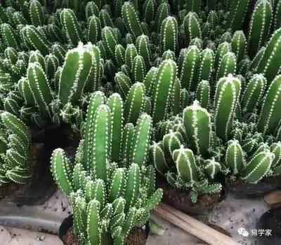 放仙人掌的风水 仙人掌摆放不对招小人