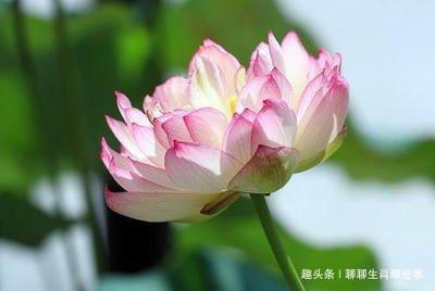 感情霸道生肖男 对女友超霸道的生肖