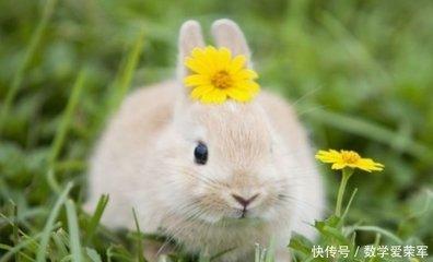 慈悲心肠的是什么生肖 心肠最好是哪几个生肖