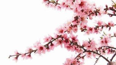 教你如何催旺桃花 风水中旺桃花的好方法