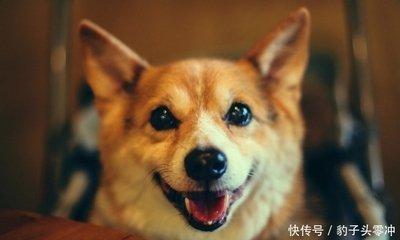 1970年出生的属狗人2025年运程如何