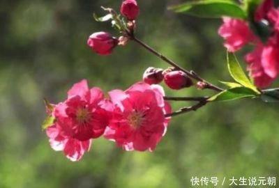2025年好运爆发的生肖 好事一件接着一件来