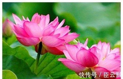 2025年好运爆发的生肖 好事一件接着一件来