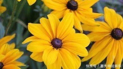 2025年好运连连的生肖 生活当中事事顺利的人