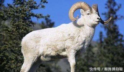 1967年属相是什么，1967年出生命运