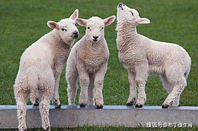 1967年属羊是什么命,1967年出生人的命运