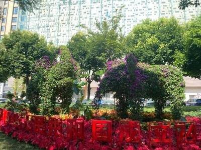 办公室适合摆花吗 办公室适合摆放什么样的花卉