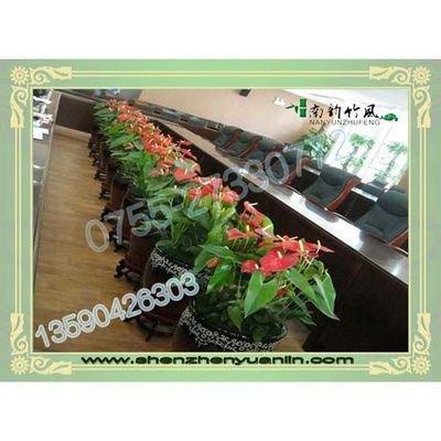 办公室适合摆花吗 办公室适合摆放什么样的花卉