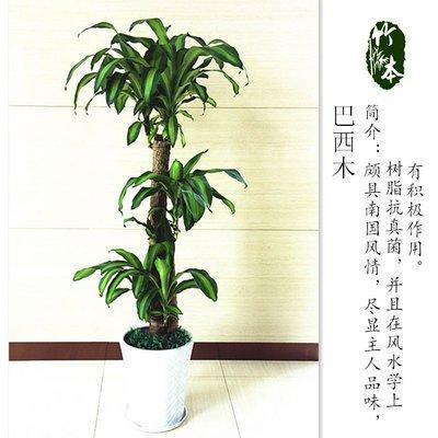 办公室里放什么植物帮助你事业步步高升