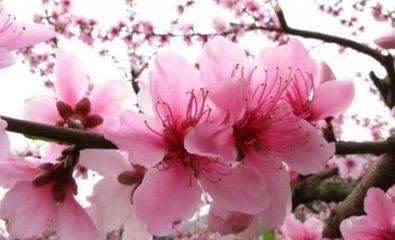 如何给老公破桃花(如何防老公桃花)