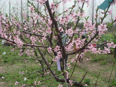 如何给老公破桃花(如何防老公桃花)